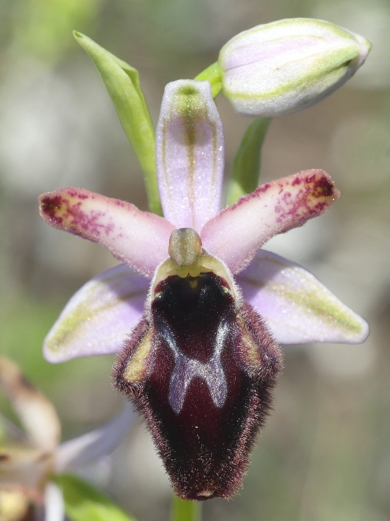 Ophrys promontorii e forme variabili  Lazio e Abruzzo aprile e maggio 2018